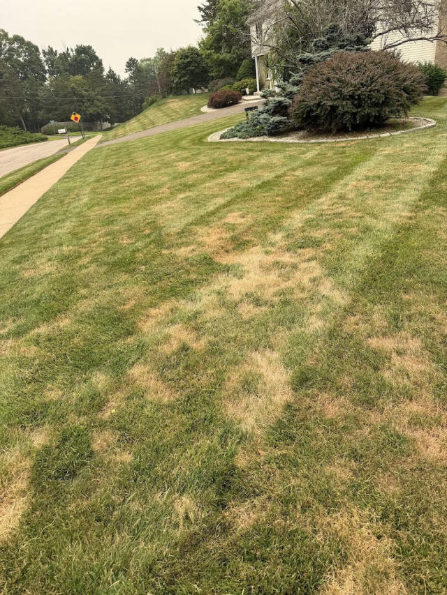 Striped hillside lawn near a walkway