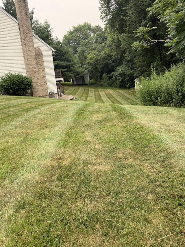 Tight stripes running toward a backyard shed